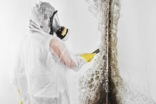 Best Best Mold Removal Companies  in Zion, PA