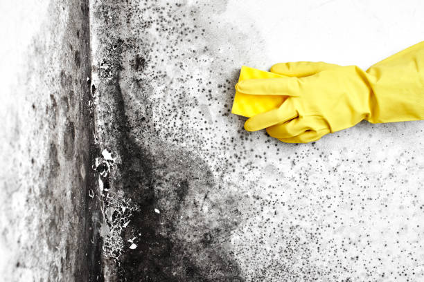 Home Mold Removal in Zion, PA