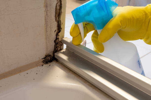 Best Mold Removal Near Me  in Zion, PA
