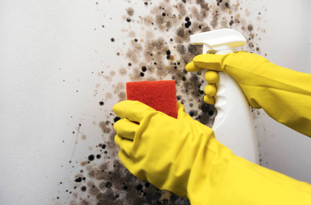 Office Mold Removal Services in Zion, PA