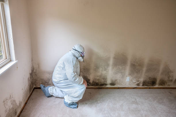 Best Local Mold Removal Service  in Zion, PA