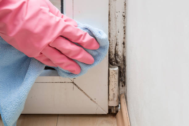 Best Mold Testing  in Zion, PA