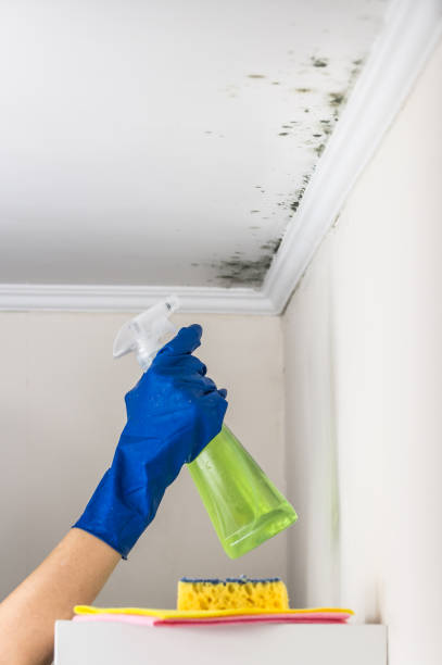 Best Same-Day Mold Removal  in Zion, PA